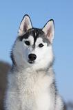 SIBERIAN HUSKY 492